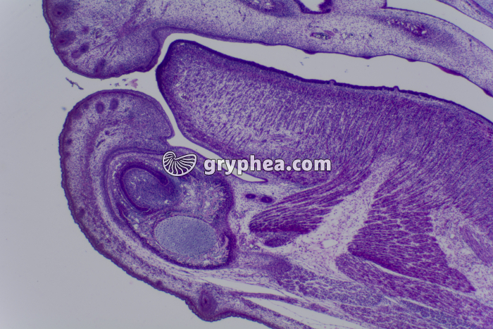 Embryon de Souris CL coupe totale x10 - gryphea.com